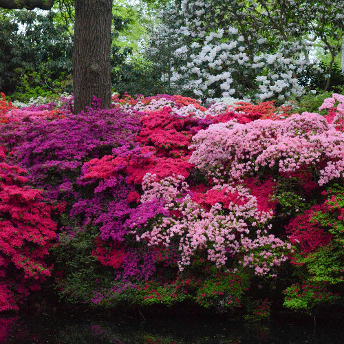 Colorful flower bed with pink, red, and green flowers reflected in water