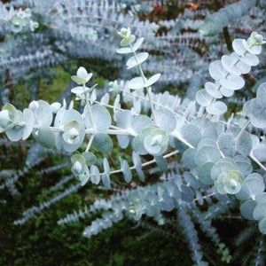 EUCALYPTUS BABY BLUE
