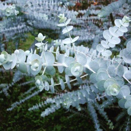 EUCALYPTUS BABY BLUE