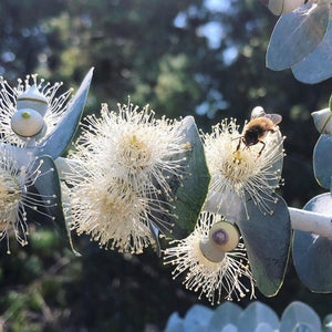 EUCALYPTUS BABY BLUE