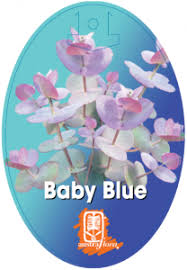 EUCALYPTUS BABY BLUE