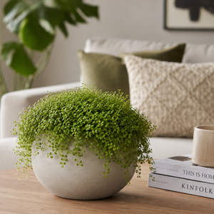Potted plant on a wooden table with a couch and books in the background