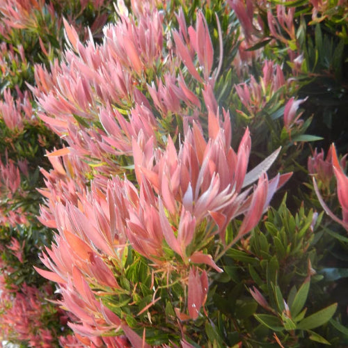 Pink flowering plant with green leaves on a blurred background