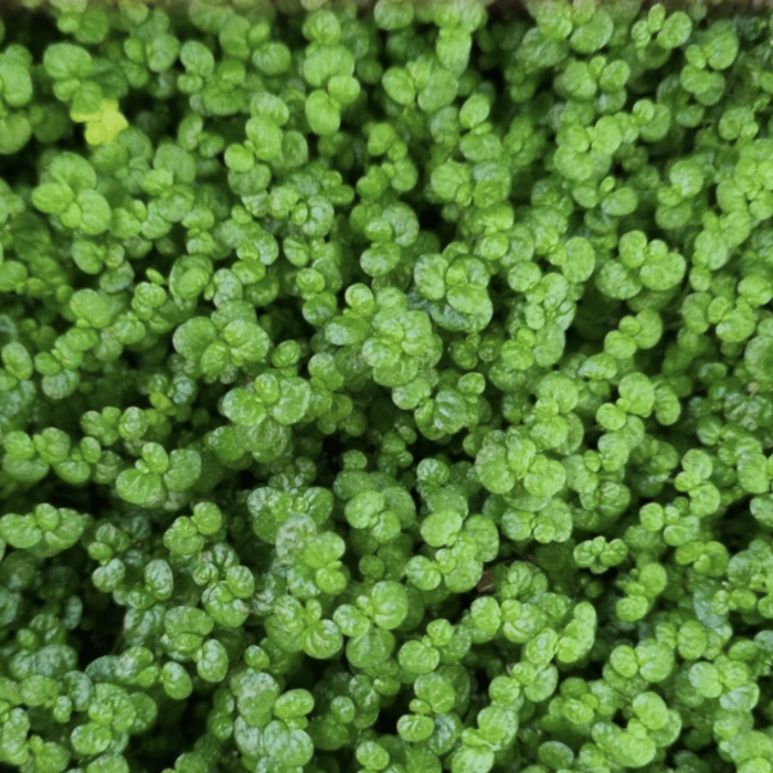 Close-up of a dense cluster of green plants
