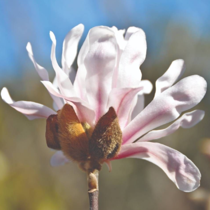 Close-up of a pink flower with a blurred natural background