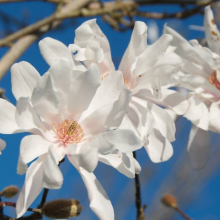 Close-up of a white flower with a blue sky background
