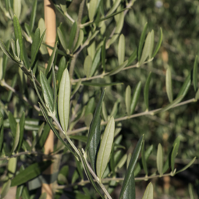 olive leaves