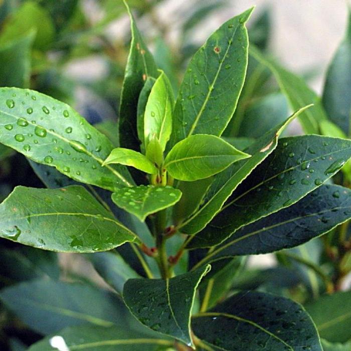 LAURUS BABY BAY 200MM