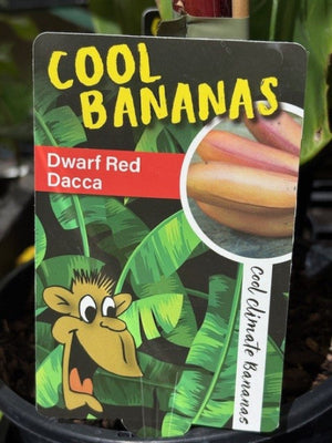 COOL BANANAS