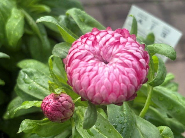 A close-up of a pink globe flower with layered petals, surrounded by green leaves and a smaller pink bud, with a blurred plant tag in the background.