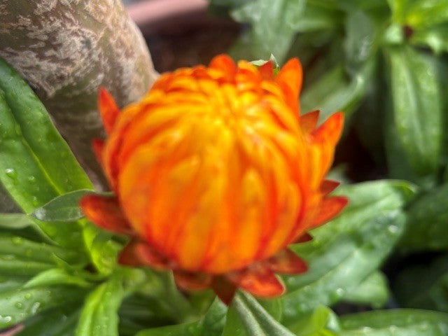 A close-up of a dried straw-like flower in vivid orange and yellow tones, surrounded by green leaves and a blurred tree trunk.