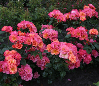 Bouquet of pink and orange flowers with green foliage in the background