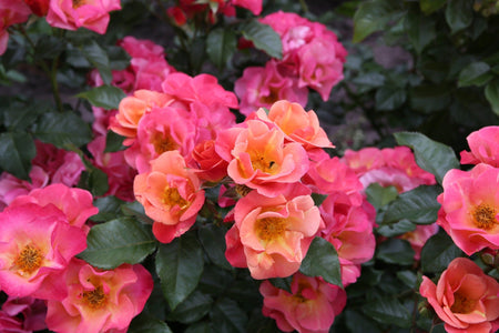 Close-up of pink and orange flowers with green leaves