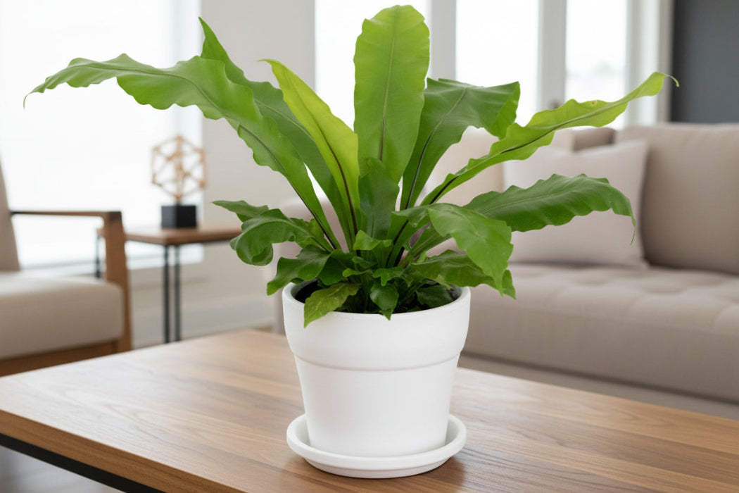 Potted plant on a table with a candle, lamp, and books in the background