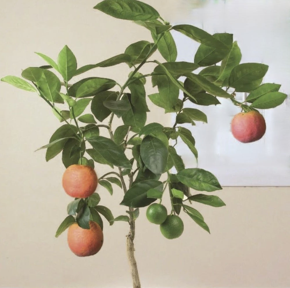 Small potted citrus plant with fruits on a plain background