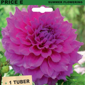 Seed packet for Price E Dahlia Giant Blue Edge summer flowering tubers, featuring a large magenta-purple flower on a green background with a wood-textured lower section and the Garden Centre logo.
