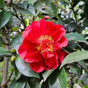 bob hop camellia2