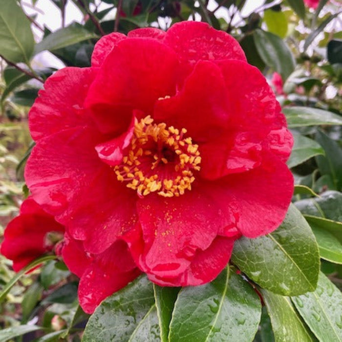 bob hope camellia