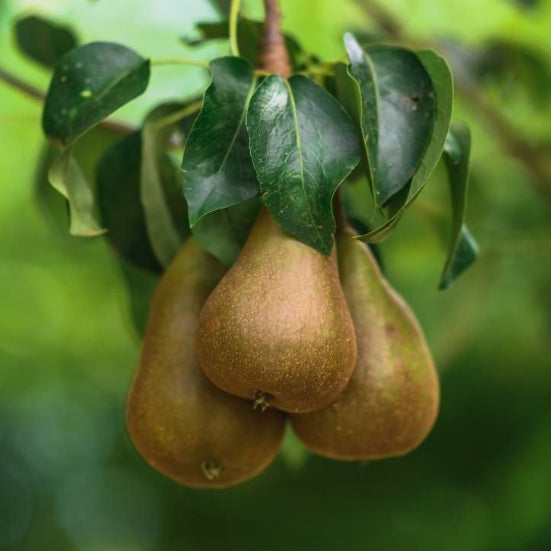 Three pears hanging from a tree branch with green leaves.
