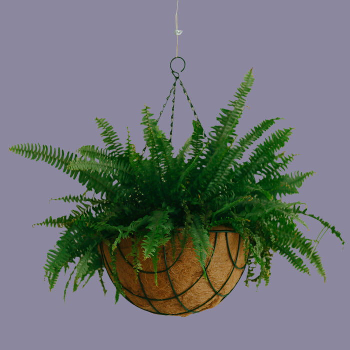 Hanging fern plant in a woven basket against a plain background