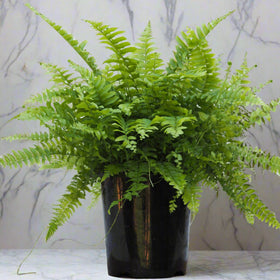 Potted fern plant on a wooden surface with a white background