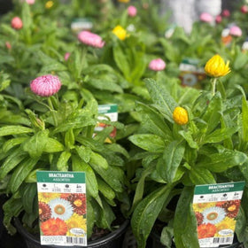 Bracteantha 'Peach' daisy plant in a black nursery pot, featuring bright pink and yellow flowers amidst lush green foliage, with a product label visible in the foreground.