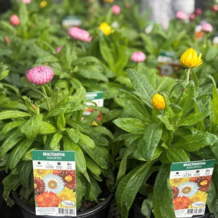 Bracteantha 'Peach' daisy plant in a black nursery pot, featuring bright pink and yellow flowers amidst lush green foliage, with a product label visible in the foreground.