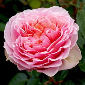 Close-up of a pink rose with green leaves in the background