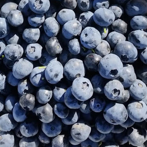 freshly harvested blueberries