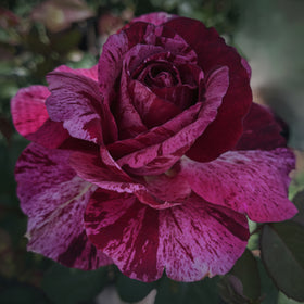 Close-up of a deep purple rose with a blurred background