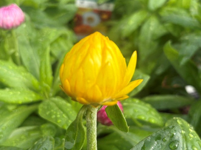 A close-up of a bright yellow strawflower bud surrounded by green leaves with water droplets, with pink buds in the background.