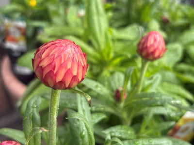 A close-up of a pink and red paper daisy flower bud on a green stem, surrounded by green leaves and other blurred flower buds.