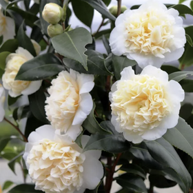 Close-up of a camellia plant with creamy white to pale yellow ruffled flowers and dark green leaves.