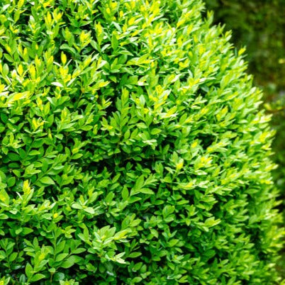 BUXUS ENGLISH BOX – Stonemans Garden Centre