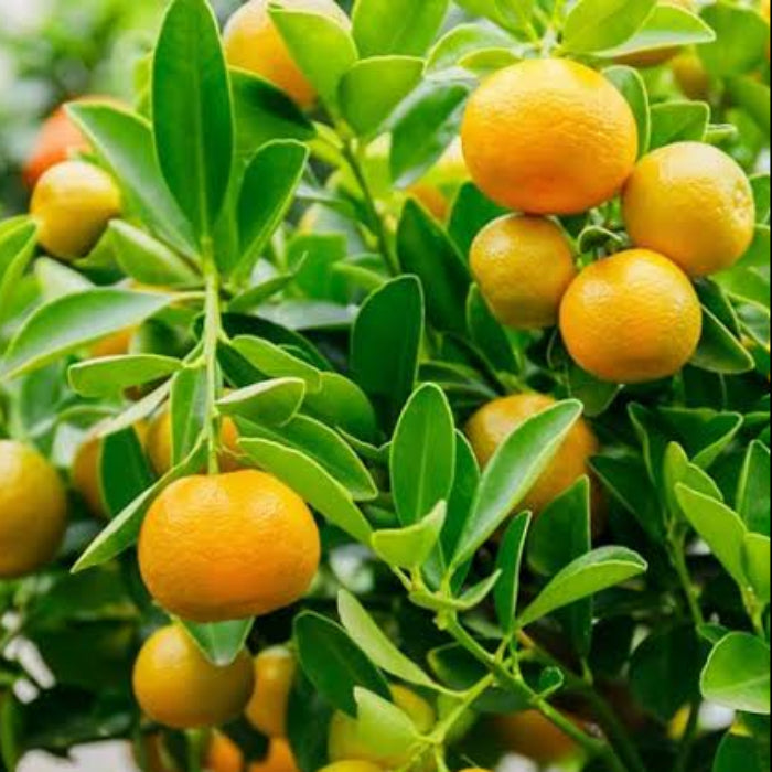 Oranges growing on a tree with green leaves