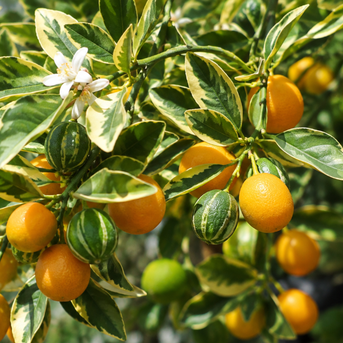 Variegated citrus tree with orange fruits, green striped berries, and a white flower, photographed outdoors in natural light.