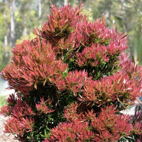 Bush with red and green foliage in a natural setting