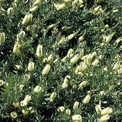 yellow flowers on shrub