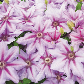 Close-up of pink and white flowers with green leaves