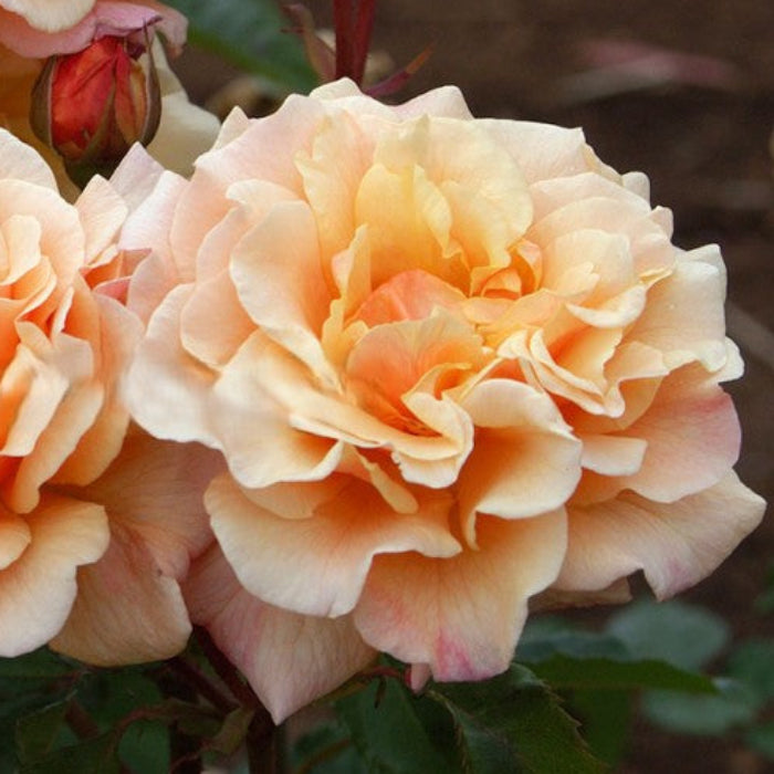 Close-up of peach-colored roses with green leaves.