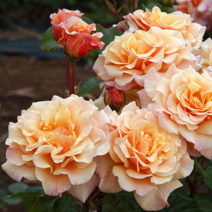 Close-up of peach-colored roses with green leaves.