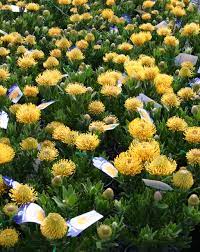 LEUCOSPERMUM CARNIVAL YELLOW