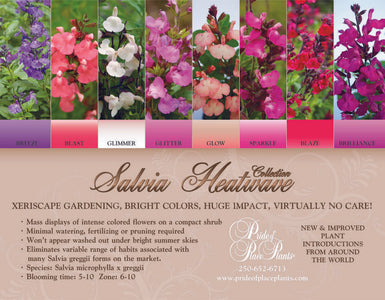 SALVIA HEATWAVE COLLECTION