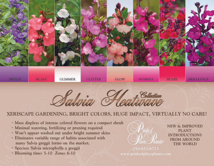 SALVIA HEATWAVE COLLECTION