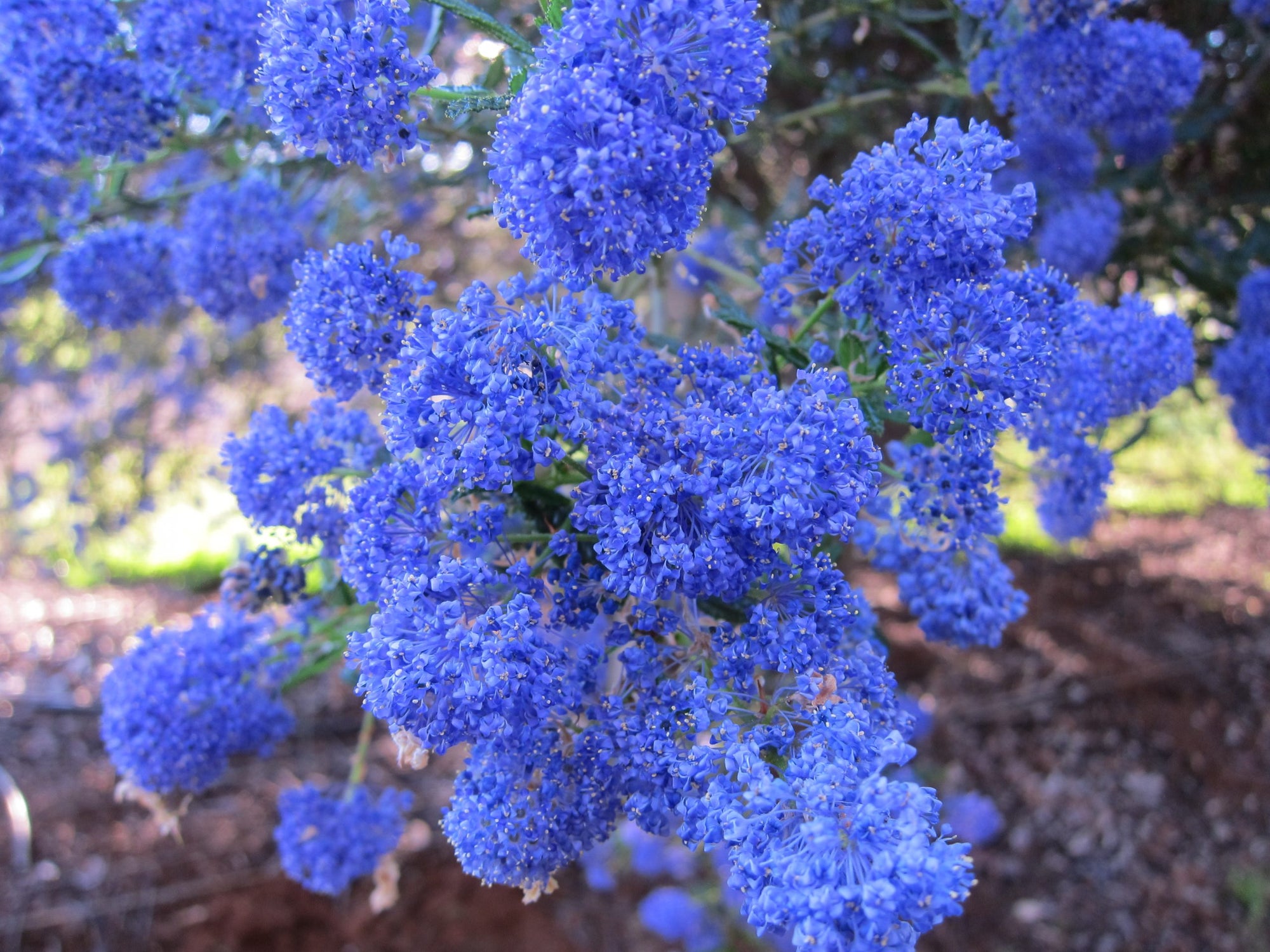 CEANOTHUS BLUE PACIFIC 140MM