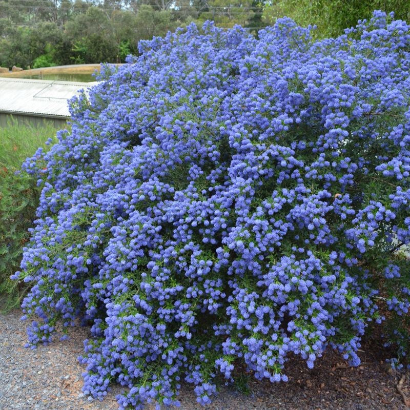 CEANOTHUS BLUE PACIFIC 140MM