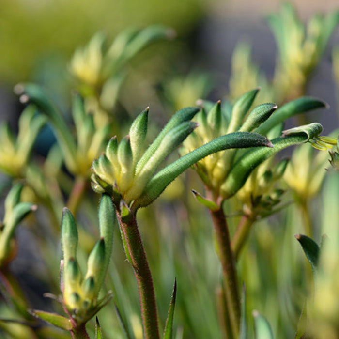 KANGAROO PAW CELEBRATIONS