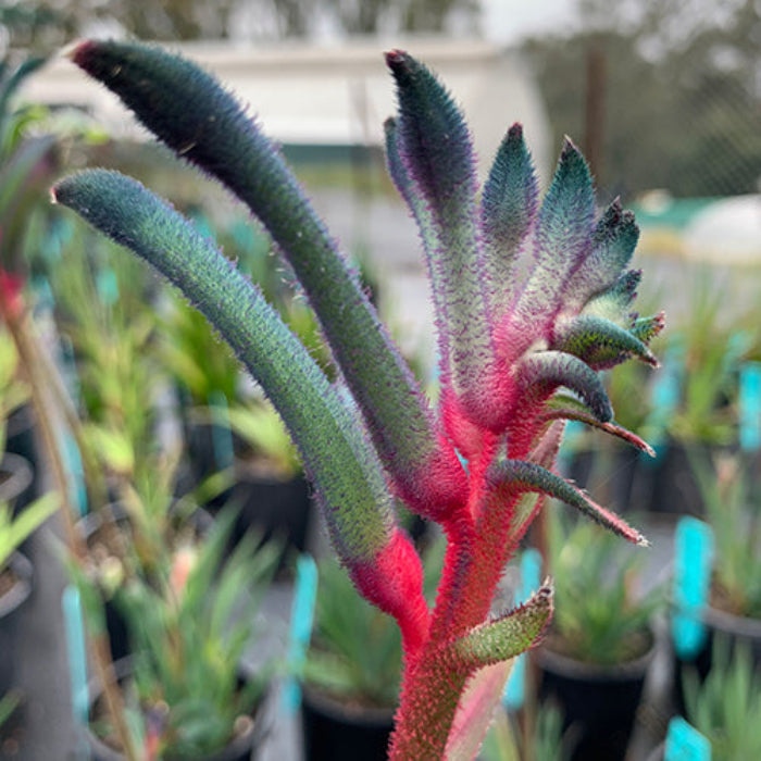 Close-up of a red and green kangaroo paw plant with blurred plants in the background