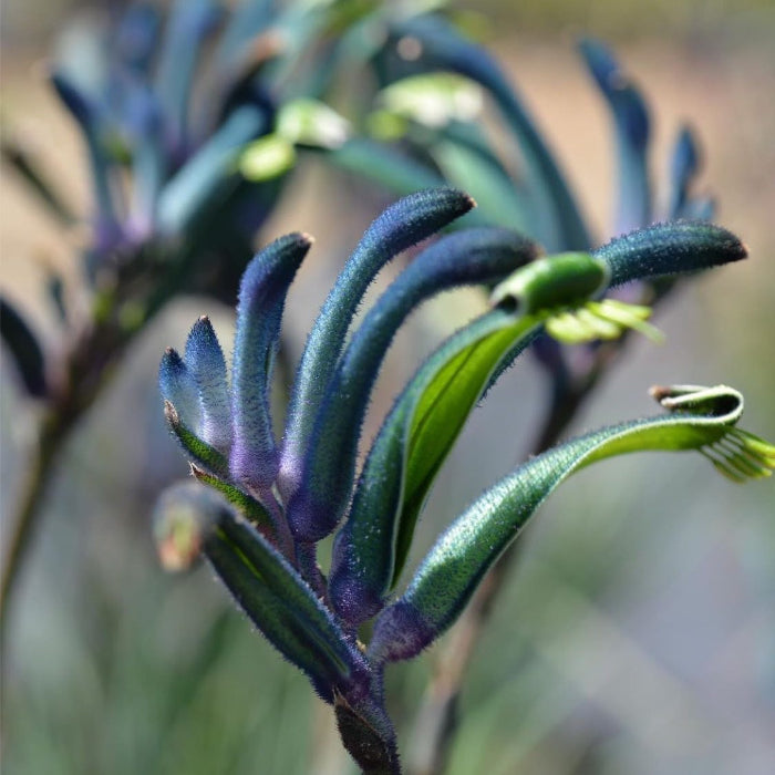 KANGAROO PAW CELEBRATIONS