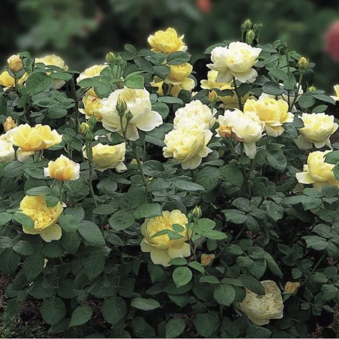 Bush of yellow flowers with green leaves on a blurred background